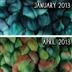 Merino braid of the month club - 8 ounces