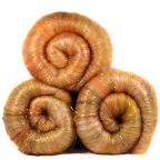 Autumn firecracker batt